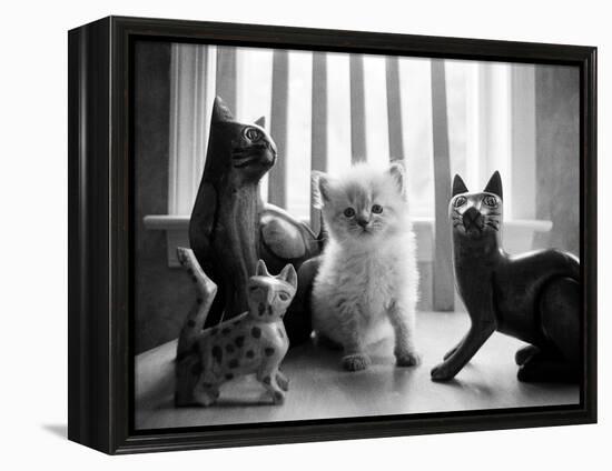 Ragdoll Kitten-Kim Levin-Framed Premier Image Canvas