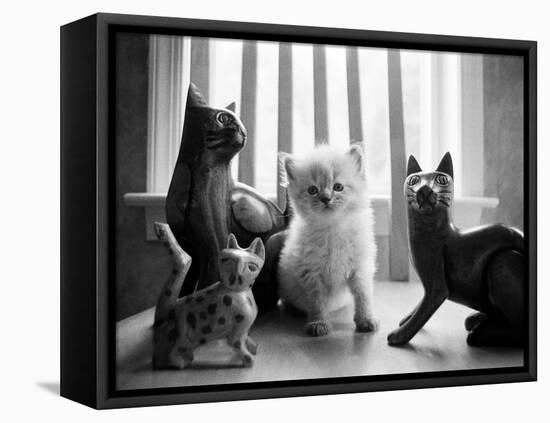 Ragdoll Kitten-Kim Levin-Framed Premier Image Canvas