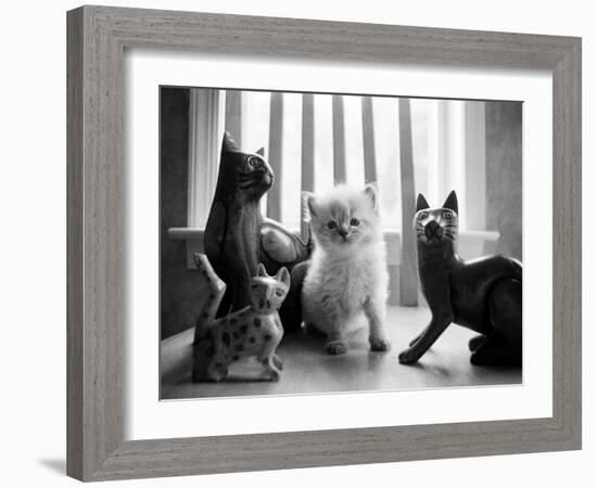 Ragdoll Kitten-Kim Levin-Framed Photographic Print