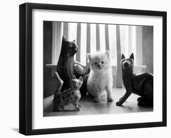 Ragdoll Kitten-Kim Levin-Framed Photographic Print