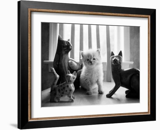 Ragdoll Kitten-Kim Levin-Framed Photographic Print