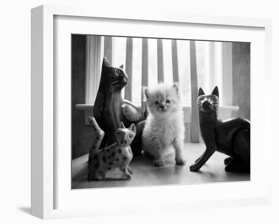 Ragdoll Kitten-Kim Levin-Framed Photographic Print