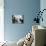 Ragdoll Kitten-Kim Levin-Mounted Photographic Print displayed on a wall