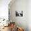 Ragdoll Kitten-Kim Levin-Mounted Photographic Print displayed on a wall