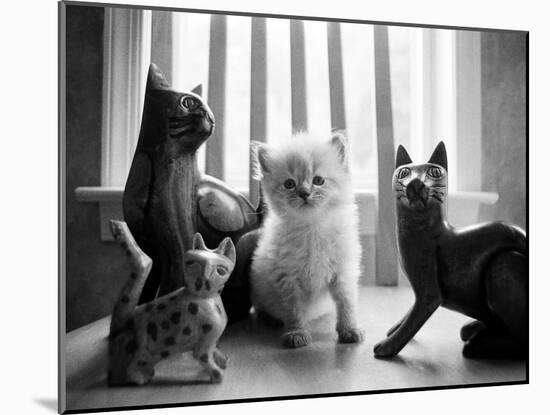 Ragdoll Kitten-Kim Levin-Mounted Photographic Print