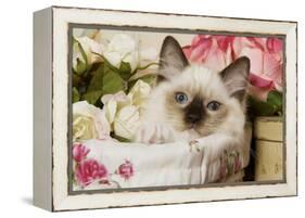 Ragdoll Seal Kitten-null-Framed Premier Image Canvas