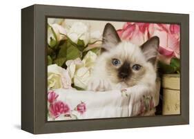 Ragdoll Seal Kitten-null-Framed Premier Image Canvas
