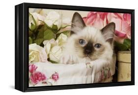Ragdoll Seal Kitten-null-Framed Premier Image Canvas