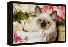 Ragdoll Seal Kitten-null-Framed Premier Image Canvas