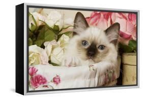 Ragdoll Seal Kitten-null-Framed Premier Image Canvas