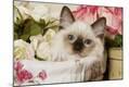 Photographic Print