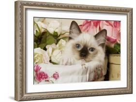Ragdoll Seal Kitten-null-Framed Photographic Print