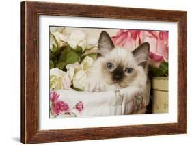 Ragdoll Seal Kitten-null-Framed Photographic Print
