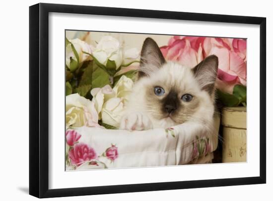 Ragdoll Seal Kitten-null-Framed Photographic Print