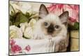 Photographic Print
