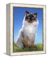 Ragdoll Seal Point-null-Framed Premier Image Canvas