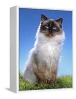 Ragdoll Seal Point-null-Framed Premier Image Canvas