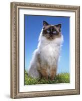 Ragdoll Seal Point-null-Framed Photographic Print