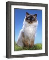 Ragdoll Seal Point-null-Framed Photographic Print