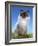 Ragdoll Seal Point-null-Framed Photographic Print