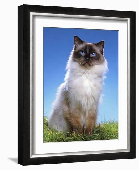 Ragdoll Seal Point-null-Framed Photographic Print