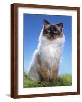Ragdoll Seal Point-null-Framed Photographic Print