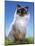 Ragdoll Seal Point-null-Mounted Photographic Print