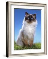 Ragdoll Seal Point-null-Framed Photographic Print