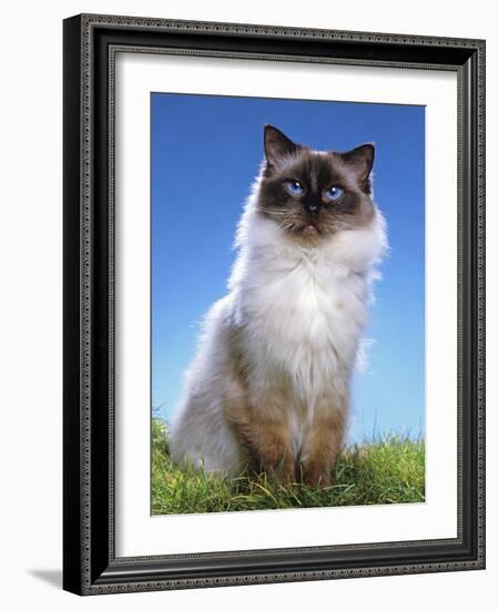 Ragdoll Seal Point-null-Framed Photographic Print