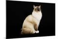 Premium Photographic Print