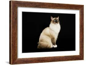 Ragdoll-null-Framed Photographic Print