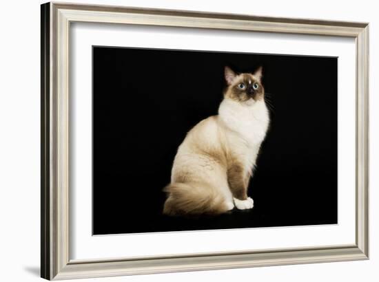 Ragdoll-null-Framed Photographic Print