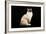 Ragdoll-null-Framed Photographic Print