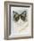 Ragdoll-Barbara Keith-Framed Giclee Print