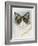 Ragdoll-Barbara Keith-Framed Giclee Print