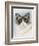 Ragdoll-Barbara Keith-Framed Giclee Print