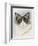 Ragdoll-Barbara Keith-Framed Giclee Print