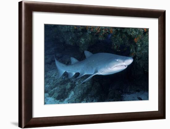 Ragged-Tooth Shark under a Colorful Coral Ledge, South Africa-Stocktrek Images-Framed Photographic Print
