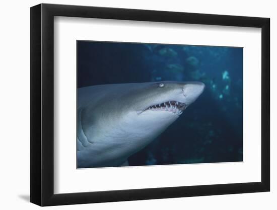 Ragged Tooth Shark-DLILLC-Framed Photographic Print