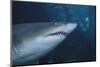 Ragged Tooth Shark-DLILLC-Mounted Photographic Print