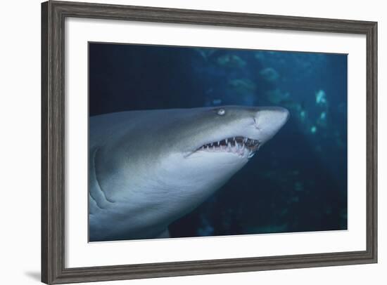 Ragged Tooth Shark-DLILLC-Framed Photographic Print