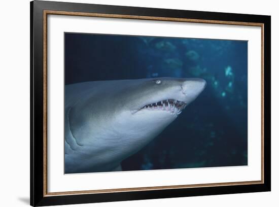 Ragged Tooth Shark-DLILLC-Framed Photographic Print