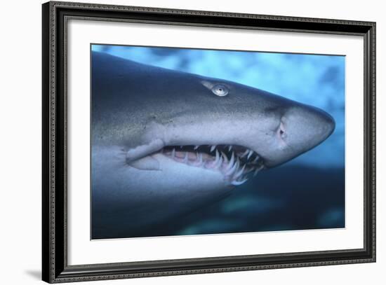 Ragged Tooth Shark-DLILLC-Framed Photographic Print