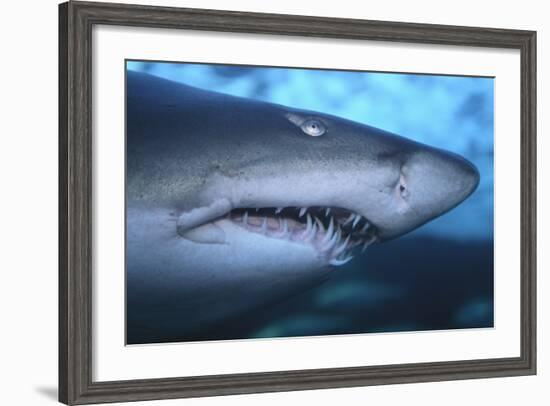 Ragged Tooth Shark-DLILLC-Framed Photographic Print