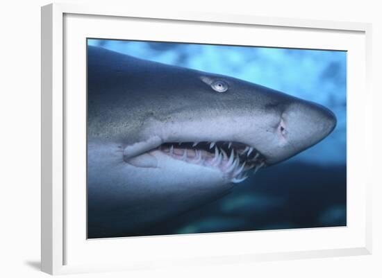 Ragged Tooth Shark-DLILLC-Framed Photographic Print