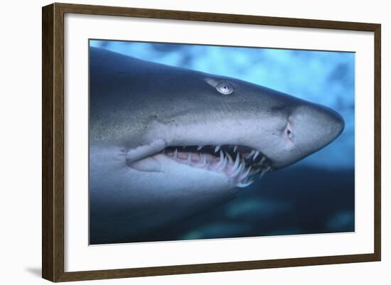 Ragged Tooth Shark-DLILLC-Framed Photographic Print