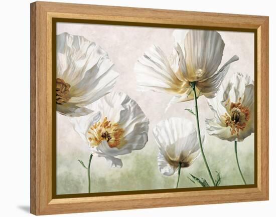 Raggi di sole-Eva Barberini-Framed Stretched Canvas