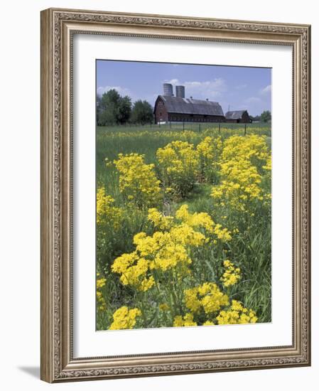 Ragwort and Barn, Bardstown, Kentucky, USA-Adam Jones-Framed Photographic Print