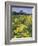 Ragwort and Barn, Bardstown, Kentucky, USA-Adam Jones-Framed Photographic Print