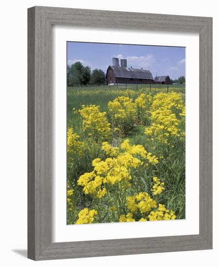 Ragwort and Barn, Bardstown, Kentucky, USA-Adam Jones-Framed Photographic Print